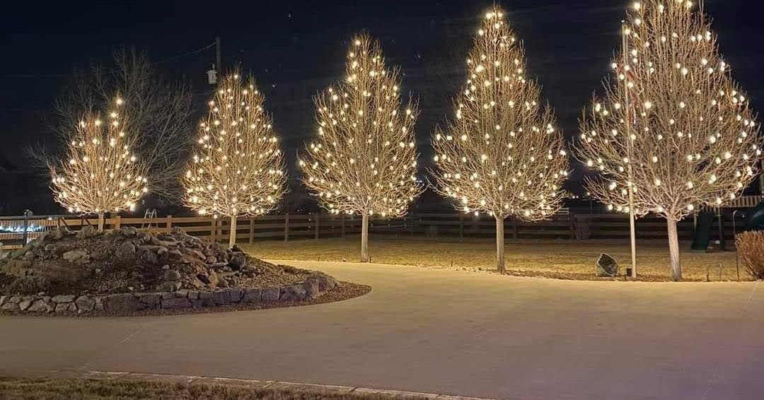 Row of trees wrapped in warm white lights along a commercial property