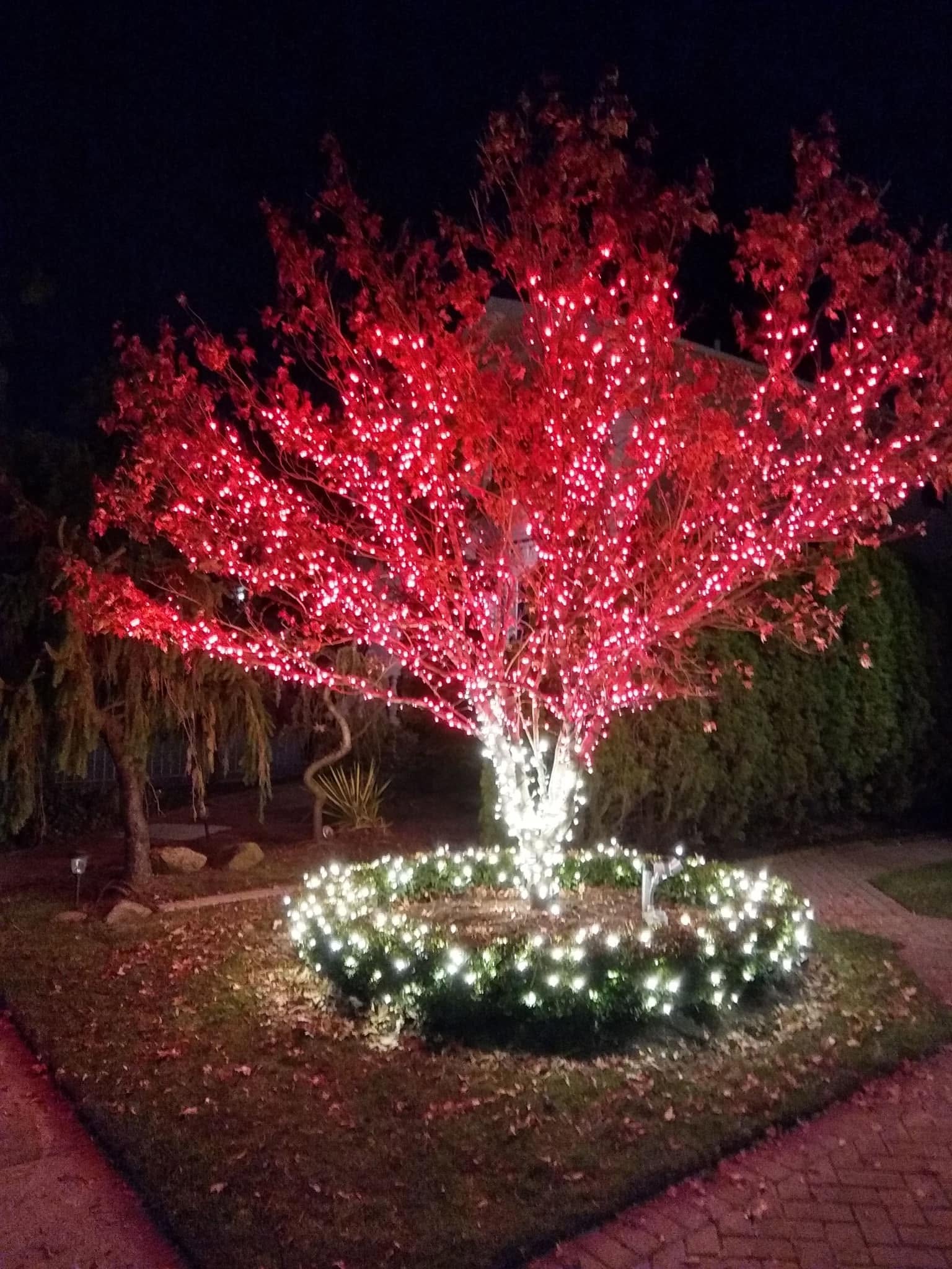Front yard tree wrapped in red Christmas lights