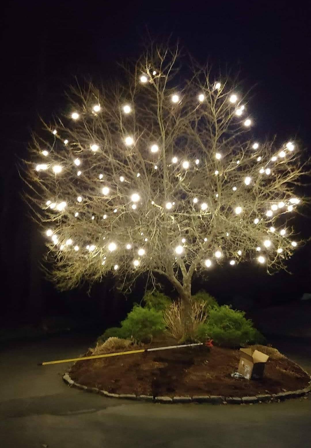 Large tree canopy wrapped in warm white lights